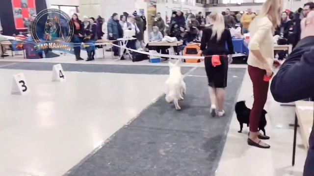 БШО, выставка собак 25.02.18, дебют Разума. смотреть онлайн