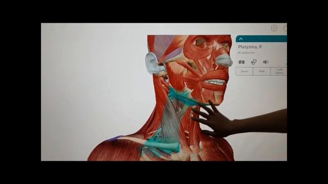 Мышцы и фасции головы и шеи