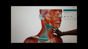 Мышцы и фасции головы и шеи