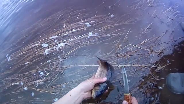 Чистим карася для готовки. Вынимаем желчь. смотреть онлайн