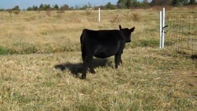 PB Angus Nationwide X Ranger G X Emblazon смотреть онлайн