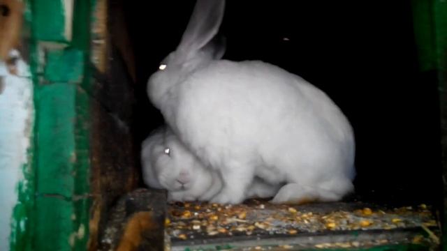 Спаривания кроликов. смотреть онлайн