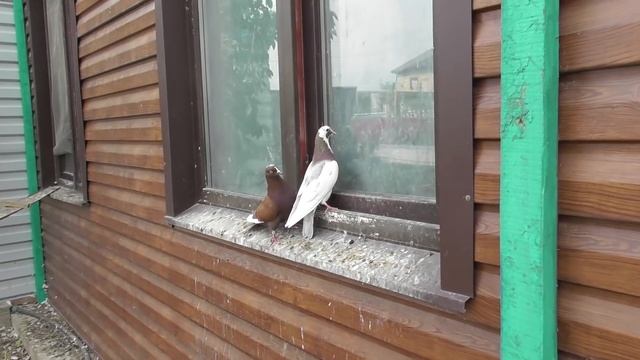 Мои Бакинские голуби на продажу! смотреть онлайн