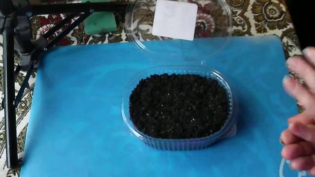 130. Посев турецкой гвоздики смотреть онлайн