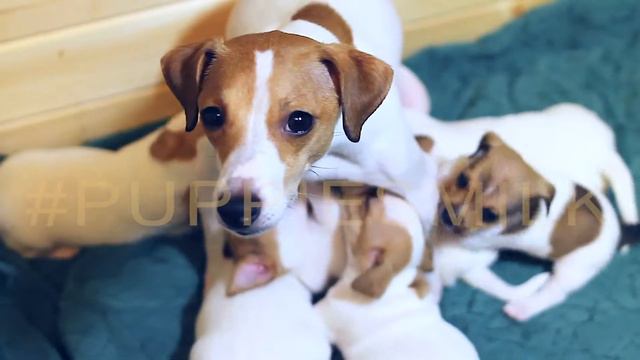 Джек Рассел Терьер puppiesmilk video (2 вязка) смотреть онлайн