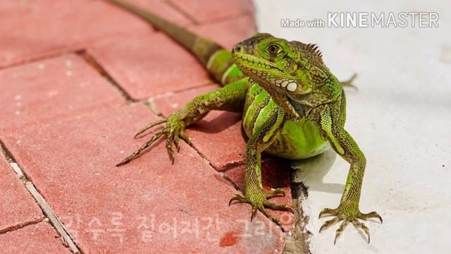 시간을 거슬러(해품달 ost) смотреть онлайн