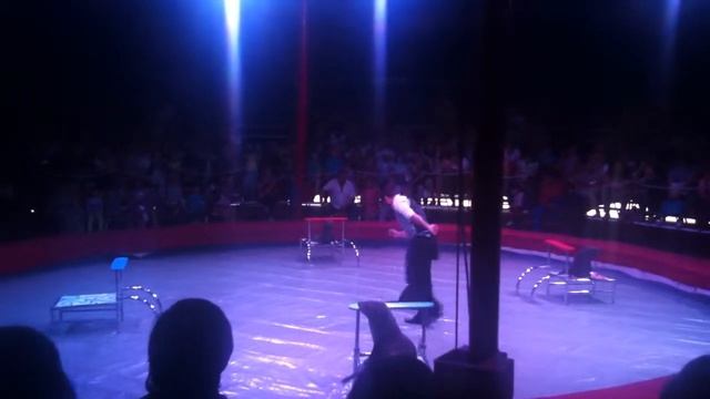 Цирк Звезды Манежа в Сергиевом Посаде смотреть онлайн