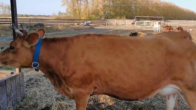 ПОЧЕМУ КОРОВА ТАК И НЕ РОДИЛА ....? смотреть онлайн