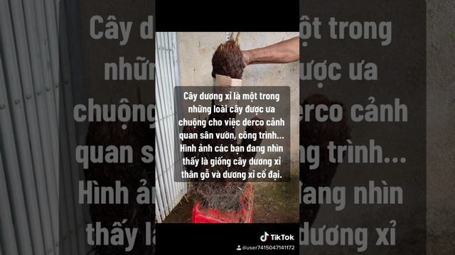 Cây phối trồng làm đẹp cảnh quan và đem tới nhiều may mắn смотреть онлайн