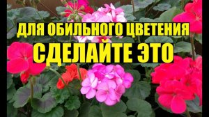 Почему не цветет ГЕРАНЬ / ПЕЛАРГОНИЯ?