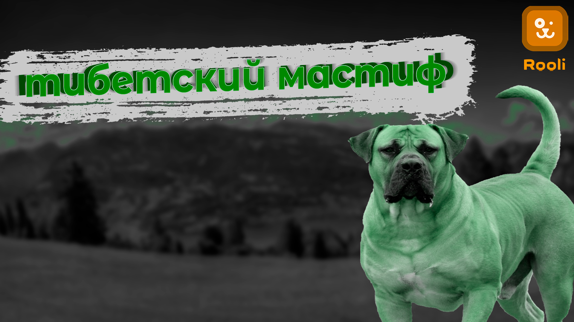 Тибетский мастиф: Величественные представители породы смотреть онлайн