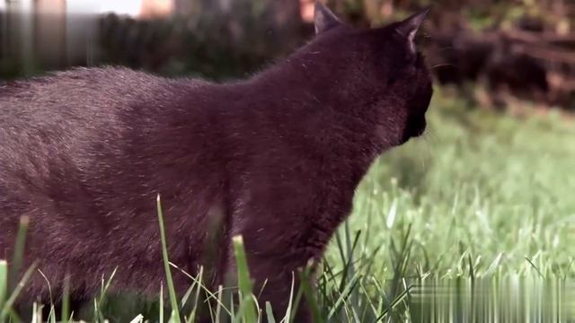 Мяуканье котят. Звуки и мяуканья котят. Звуки кошки