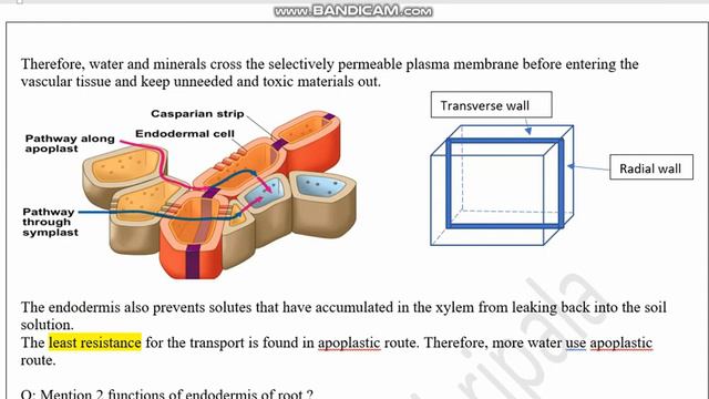 Radial Transport Of Water In Plants