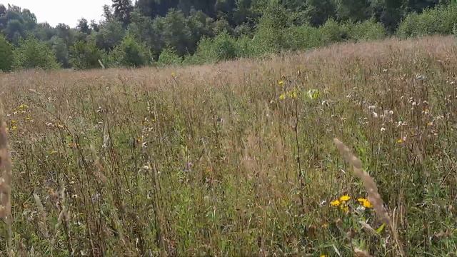 Подмосковье.Сергиево-Посадский р-н деревня Кудрино .Поход на родник . смотреть онлайн
