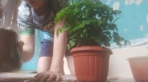 пересадка   радермахера