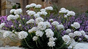 МНОГОЛЕТНИКИ,ЦВЕТУЩИЕ в ПЕРВЫЙ ГОД ПОСЛЕ ПОСАДКИ в САДУ. Часть 2