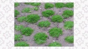 Мшанка шиловидная и Вероника нитевидная как альтернатива классическому газону.