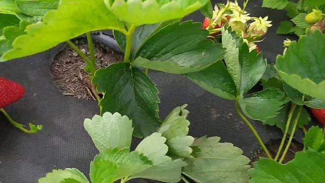 Клубника Лючия обзор и дегустация смотреть онлайн