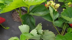 Клубника Лючия обзор и дегустация