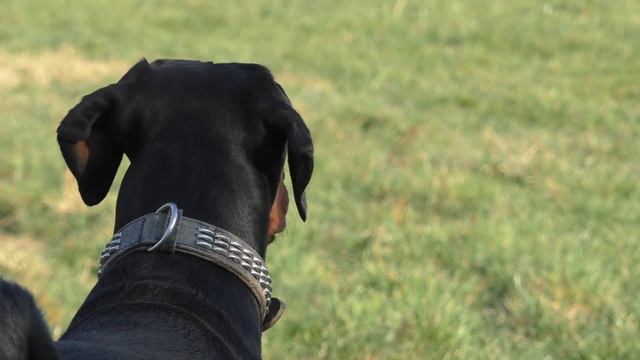 Der Aufpasser | Doberman смотреть онлайн