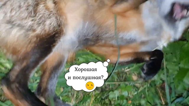 ЛИ СЯО. Алиса - Лиса. Желтый пакет, который сводит лису с ума. смотреть онлайн