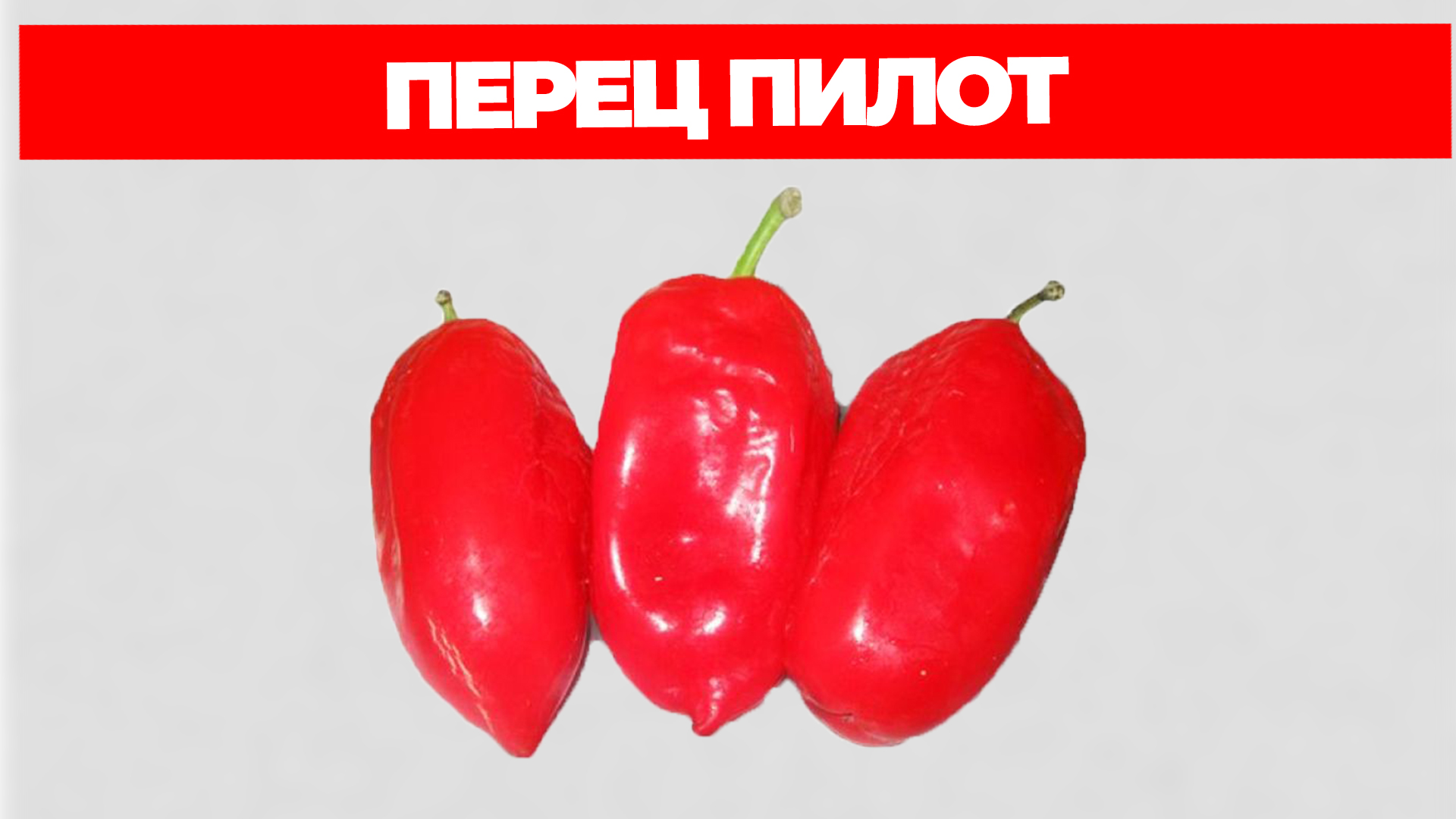 Перец Пилот Описание Сорта и Отзывы смотреть онлайн