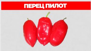Перец Пилот Описание Сорта и Отзывы