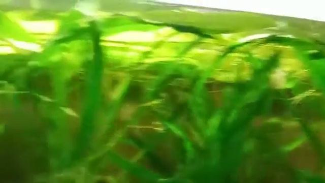 уругвайский эхинодорус с ново дал стрелку смотреть онлайн