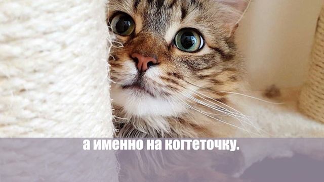 Этими лайфхаками пользуются опытные хозяева! Как спасти мебель от кошачьих когтей смотреть онлайн