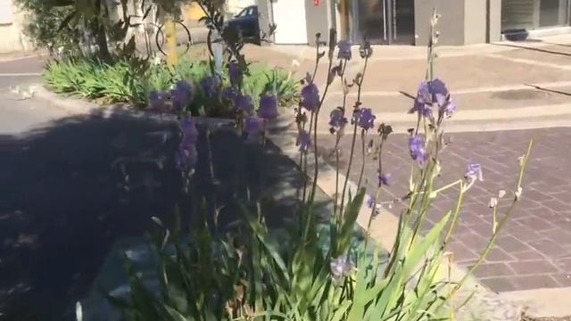 300. Бордо.Теперь у нас 7 кошек - подарок ? на Пасху смотреть онлайн