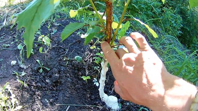 КОРА ЯБЛОНИ и ЧЕРЕШНИ. ЗАЙЦЫ КОРА смотреть онлайн