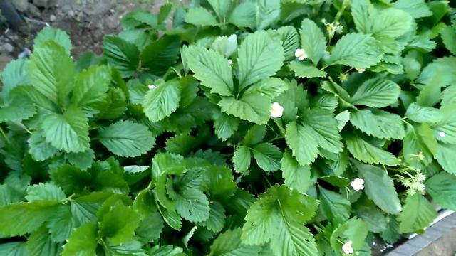 Земляника Золотой десерт. Результат.