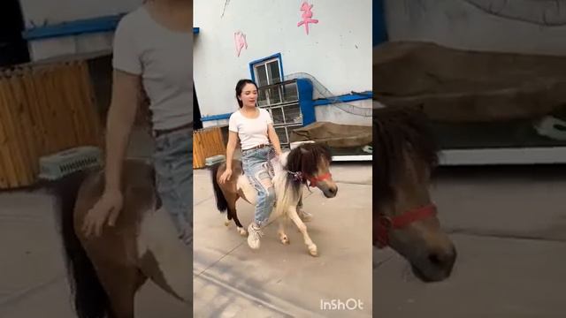 Shetland pony Красавица на шетландском пони смотреть онлайн