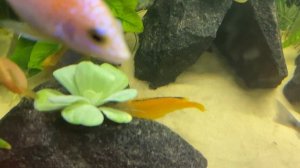 Рыбки Цихлиды/Мой Аквариум/ Содержание/Редкие рыбы