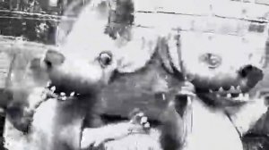 Порез на Собаке - Необходимое Звено