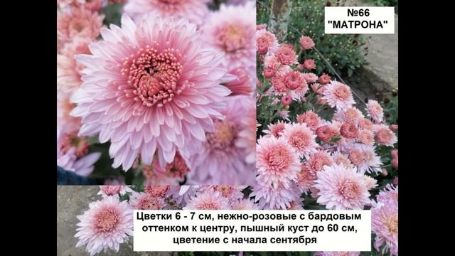 Каталог хризантемы 2024 для заказа Часть 2 Хризантема КОРЕЙСКАЯ смотреть онлайн