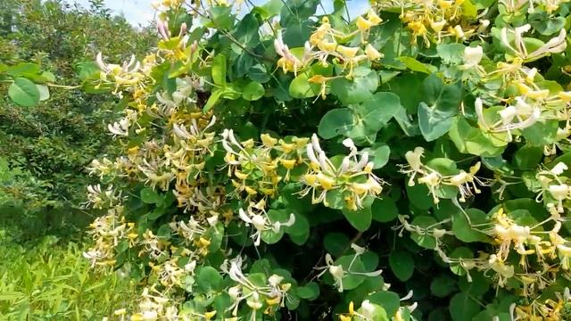 #дизайнсада #арка #каприфоль / Каприфоль на арке. Лилейник раннецветущий Миддендорфа смотреть онлайн