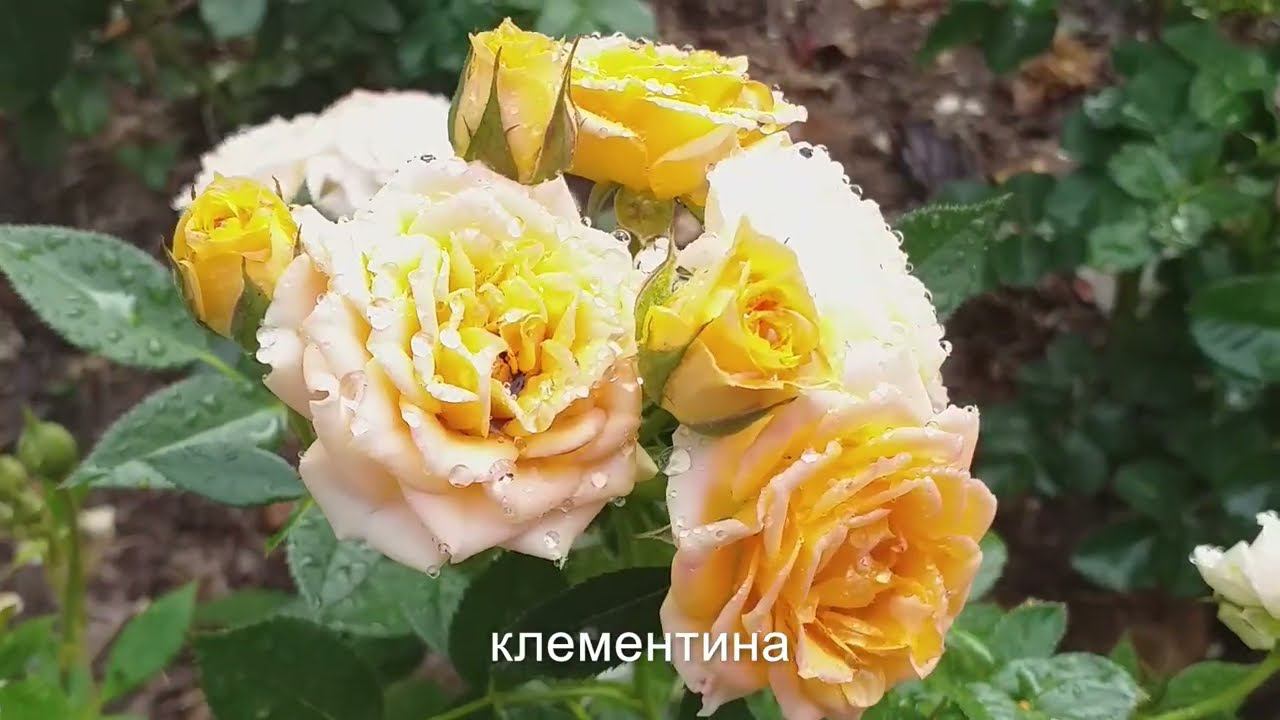 РОЗЫ ДЛЯ ПЕРЕДНЕГО ПЛАНА смотреть онлайн