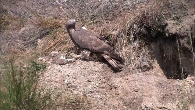 Осоед - Pernis apivorus смотреть онлайн