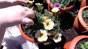 Как сформировать кашпо с ампельной петунией