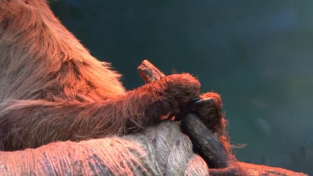 Экзотический зоопарк в РИО смотреть онлайн