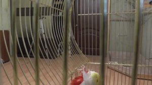 Попугай розелла. Приручение. Как дать из рук лакомство.