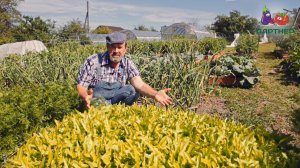 Очень урожайный салат Дубачек