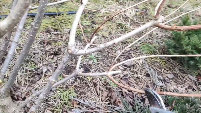 ОБРЕЗКА ГОРТЕНЗИИ ВЕСНОЙ 2024г. | 3 правила обрезки метельчатой гортензии смотреть онлайн