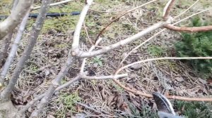 ОБРЕЗКА ГОРТЕНЗИИ ВЕСНОЙ 2024г. | 3 правила обрезки метельчатой гортензии