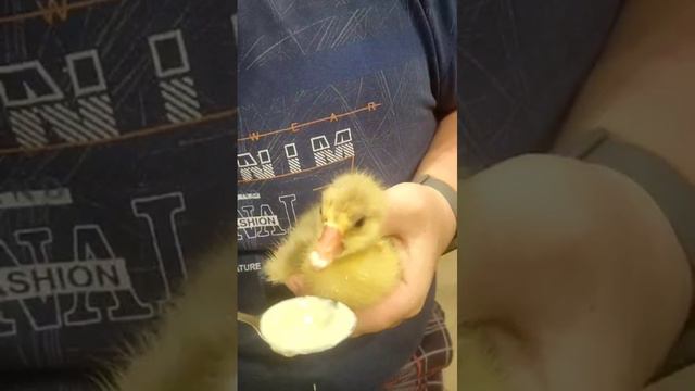 кормление суточного гусенка