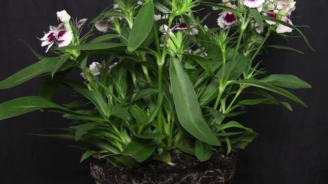 Dianthus barbatus - Bartnelke, Sweet William смотреть онлайн