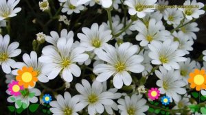 Ясколка биберштейна. Краткий обзор, описание характеристик cerastium biebersteinii