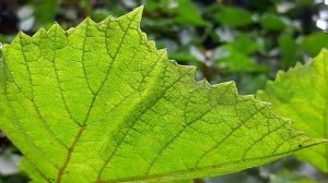 АМУРСКИЙ ВИНОГРАД vitis amurensis КУПИТЬ в ленивый сад! ОПИСАНИЕ ,ОТЗЫВ  В ПОДМОСКОВЬЕ.