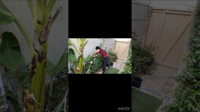 Back home check | our roses at the patio are out I will do cuttings for a vase |@anabelmendoza4971 смотреть онлайн